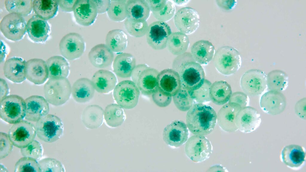 Cyanobacteria